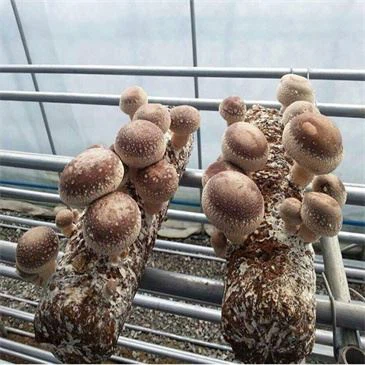 shiitake-spawn-bag-filling-machine shiitake-spawn-bag-filling-machine