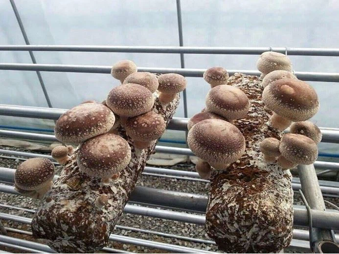 Fungus Sack Filling Machine
